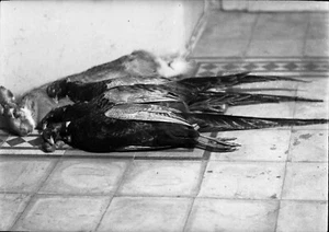 strange still life w birds and rabbit, hunting, unusual, vintage fine art negati - Picture 1 of 2