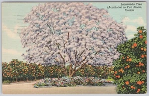Florida Oranges Linen Postcard Jacaranda Tree in Full Bloom - Picture 1 of 2