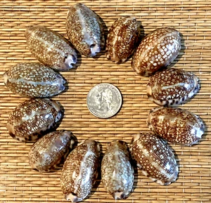 12 GLOSSY CYPRAEA SEA SHELLS 1-3/8” UP TO 1-1/2" WIDE - GREAT FOR CRAFTING! - Picture 1 of 2