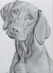 Canvas Print Of Original Drawing - Dog - Hungarian Vizsla - Picture 1 of 3