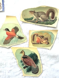 Decalcomanie acqua MCM vintage animali, scoiattolo grigio e marrone uccellino esotico pettirosso - Foto 1 di 1