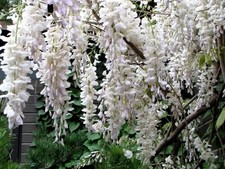 Pianta Glicine Bianco Wisteria fLORIBUNDA altezza 170 cm