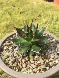 Agave horridae about 6cm succulent - Picture 1 of 2