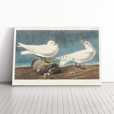 Marfil Gaviota Paisaje Pájaro John James Audubon Lienzo Arte de Pared Impresión Enmarcado Decoración Foto 1 de 4