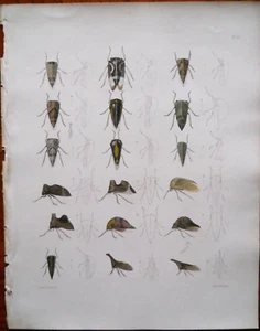 Gargara Insects 1854 Hand-color Real Antique Book Plate Page #13 Emmons & Pease - Imagen 1 de 11