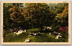 Cows Resting Near the Forest, CT Art, Farm Scenes - Postcard