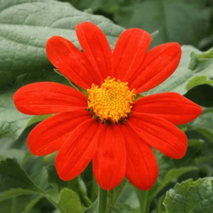 Mexican Sunflower Seeds - 100+ Count - For 2025 Planting Tithonia Rotundifolia - Picture 1 of 9