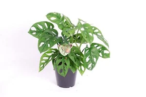 Monstera obliqua Monkey Leaf - MONSTERA MONKEY MASK - Fensterblatt - Affenmaske - Bild 1 von 9