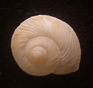 Erdschnecke Leptaxis Wollastoni FOSSIL 20-22 mm F+++ - Bild 1 von 3