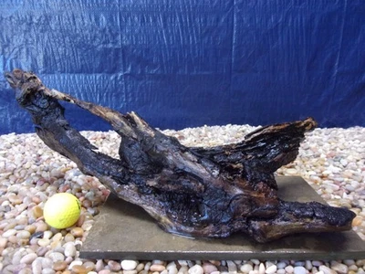 Large Driftwood Mounted on Slate 07"x20"x10" Aquarium Reptile Natural Art - Image 1 of 4