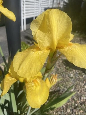 Vtg Yellow Iris Rhizome Lot Of Three — 第 1/3 张图片
