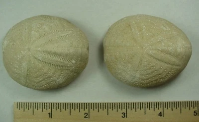 2 - Equinoides Eupatagus Mooreanus del oeste de Florida Central Foto 1 de 4