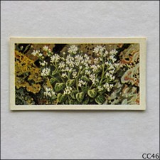 Brooke Bond Tea Card Wild Flowers Series 3 1964 #16 Scurvy Grass (CC46)
