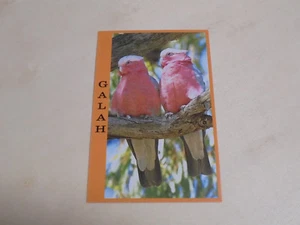 Australian Galah Postcards - 1 - Picture 1 of 2