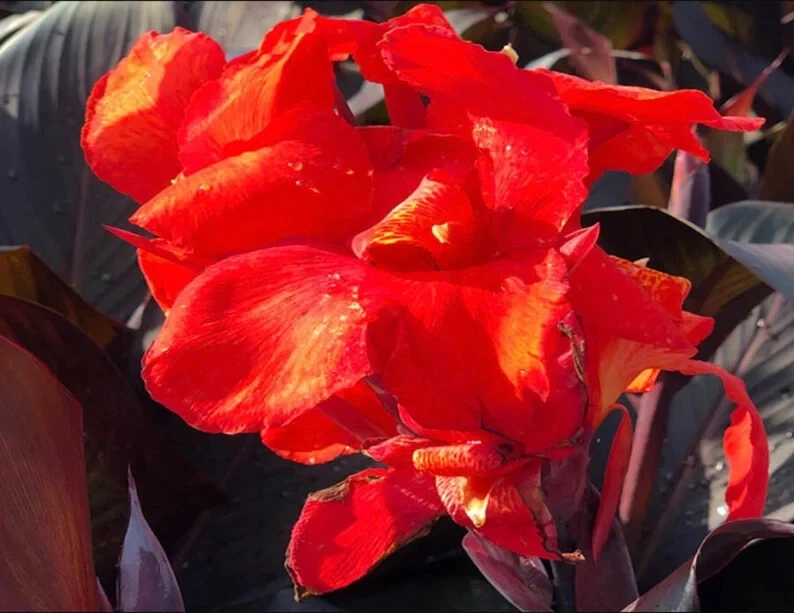 50个红色天鹅绒甘娜百合种子。 有机。 美国种子 免运费 — 第 1/1 张图片