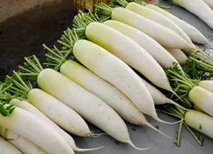 Semillas de rábano daikon Minovasi rábano blanco semillas orgánicas no transgénicas en todo el mundo - Imagen 1 de 4