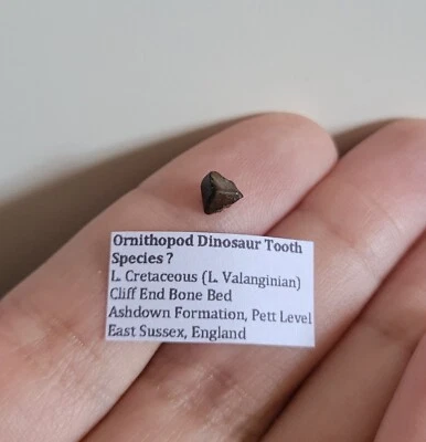 Very Rare British Ornithopod Dinosaur Tooth Fossil, Sussex England UK Iguanodon  - Image 1 of 4