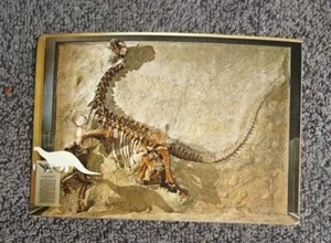 Skelett junger Camarasaurus komplette Postkarte - Bild 1 von 3
