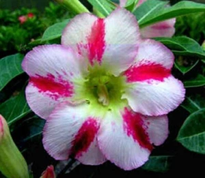 4 graines de Rose du désert parfumée(Adenium Obesum FRAGRANT DELIGHT) K53 SEEDS - Picture 1 of 1