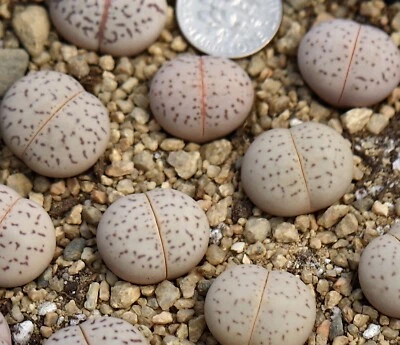 Plant -one- Dinteranthus vanzylii - Image 1 of 3