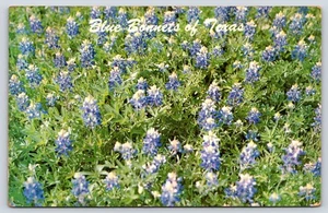 Blaue Hauben von Texas State Blume Vintage Postkarte - Bild 1 von 3