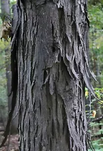 Hickory Shagbark smoking wood Organic bark Live Picked Australian Grown 250gm - Picture 1 of 1