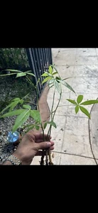 3 Pachira Aquatica Money Trees 9-12 Inches Or More. Not Same As Image - Picture 1 of 4