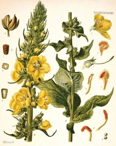 Mullein Herb Seeds Verbascum thapsus Medicinal Apothecary Wicca - Picture 1 of 7