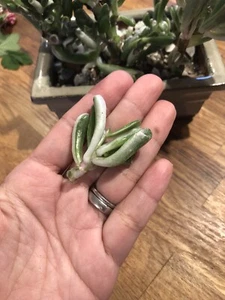Crassula Gollum Variegated - Picture 1 of 3