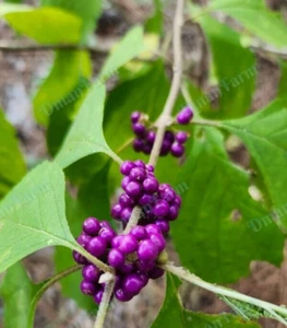 {3} THREE FRENCH MULBERRY PURPLE BEAUTY BERRY BUSH CALLICARPA AMERICANA - Picture 1 of 10