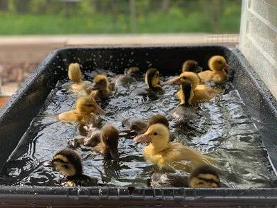 6 HATCHING DUCK EGGS BARNYARD MIX (FRESH) - SAXONY, ROUEN, KHAKI CAMPBELL