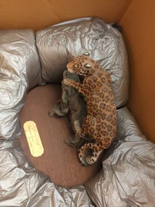 Living Stone Leopard Figure Signed Artist Proof Series Clifford Sanders 324/500 - Picture 1 of 24