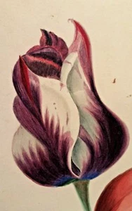 HANDBEMALTE oder bedruckte Tulpen um 1800 sehr detailliert floral - Bild 1 von 6