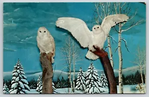 Postkarte Arktische Schneeeule Ruf der Wildnis Ausstellung Gaylord Michigan - Bild 1 von 2