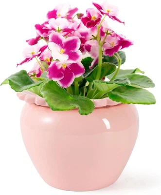 Maceta de cerámica de 6 pulgadas para plantas rosa de alta absorción Foto 1 de 4