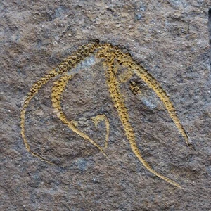 Estrella de mar Ophiura sp. 0,6 kg Fósil Marruecos Ordovícico 11 - Imagen 1 de 7