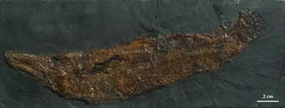 Messel-Fossilien aus alter Sammlung - Bild 1 von 4