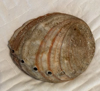 Large 8” X 7” Red Abalone Shell – Natural & Unpolished! Haliotoidea - Image 1 of 4