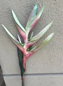 Seide TROPICAL HELICONIA rote FACKEL Seide RHIZOME PFLANZE Karabiner - Bild 1 von 4