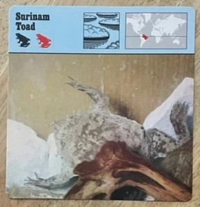 SURINAM TOAD, 1977 EDITIONS RECONTRE COLLECTIBLE 4 3/4" x 4 3/4" CARD - Picture 1 of 1