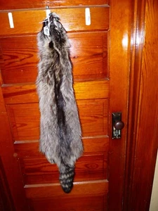 ENORME HERMOSO MAPACHE CURTIDO 4 PIES GARRAS PIEL TAXIDERMIA R5 CABINA SOMBRERO DECORACIÓN - Imagen 1 de 5