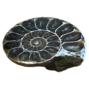 Authentic 1.25”x 1” AMMONITE Fossil Dinosaur Jurassic Park .3oz - Picture 1 of 5
