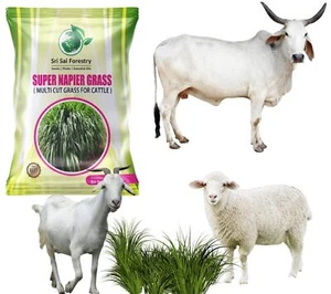 Super Napier Gras SeeBs für Tierfutter 500g Original - Bild 1 von 7