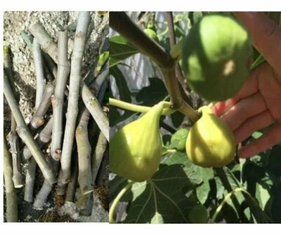 HOMEMADE 6 pc CUTTINGS BLACK MADEIRA or WHITE MADEIRA Ficus carica fig tree Figo Preto