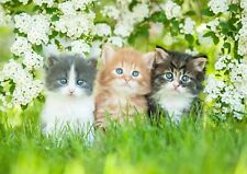 Cute Gorgeous Kittens Poster Print Size A4 / A3 Cat Animals Poster Gift #8663
