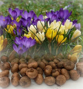 1-1000 CROCUS BULBS MIXED SPECIE (BOTANICAL) EARLY HARDY GARDEN SPRING PERENNIAL - Picture 1 of 10