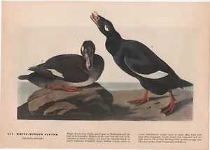 AUDUBON PRINT / Z146 / WHITE WINGED SCOTER/ 10" X 12" - Picture 1 of 1