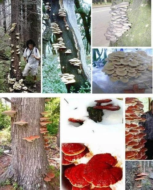 Baumpilze-Set: weisser Seitling + roter Porling / Brutkörner Deko für den Garten - Bild 1 von 1