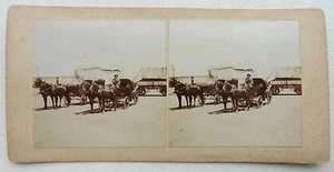 PHOTO STEREO FIN XIX ATTELAGE CHEVAUX CARRIOLE N627 - Imagen 1 de 2