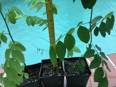 6" TO 12" TALL KATUK  (SAUROPUS ANDROGYNOUS)AKASWEET LEAF/TROPICAL ASPARAGUS - Image 1 of 4